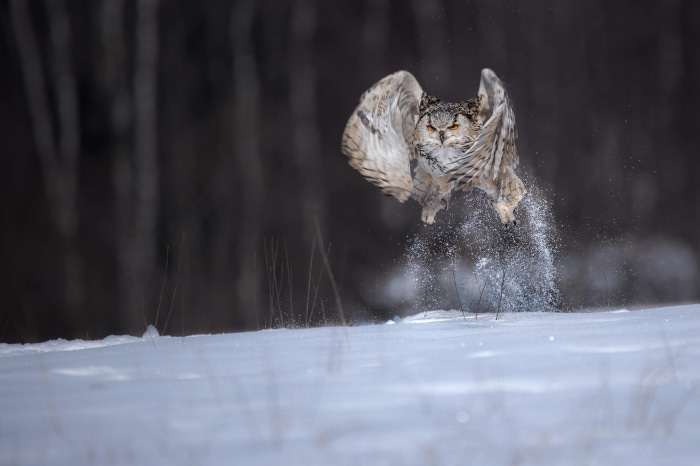 Eurasian Eagle-Owl taking flight in snow