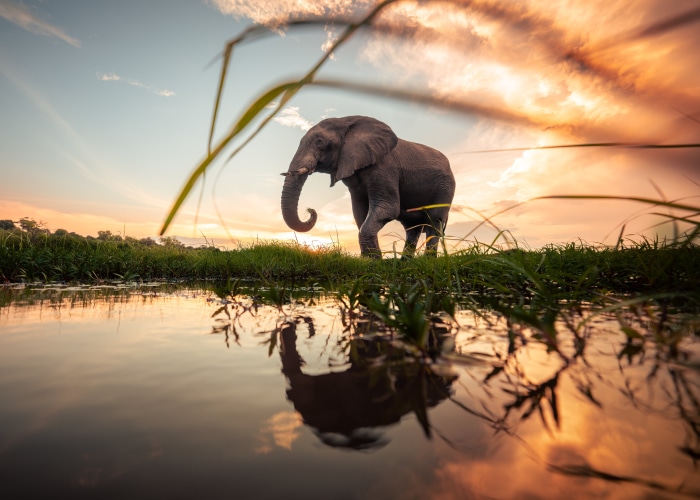 African Bush Elephant Reflection at Sunset 4K