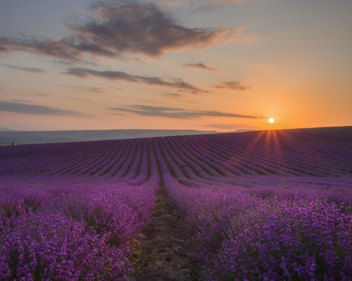 Lavender field at sunset