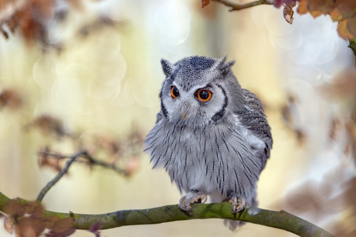 Southern White Faced Owl perched on a branch