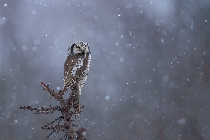 Northern Hawk Owl Perched on a Branch in Snowfall