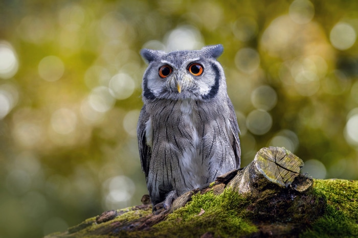 White-faced owl perched on a mossy branch