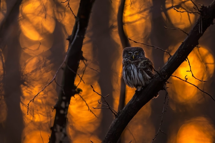 Small owl perched on a tree branch with bokeh background