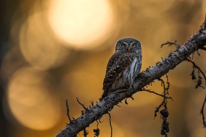 Small owl perched on a branch