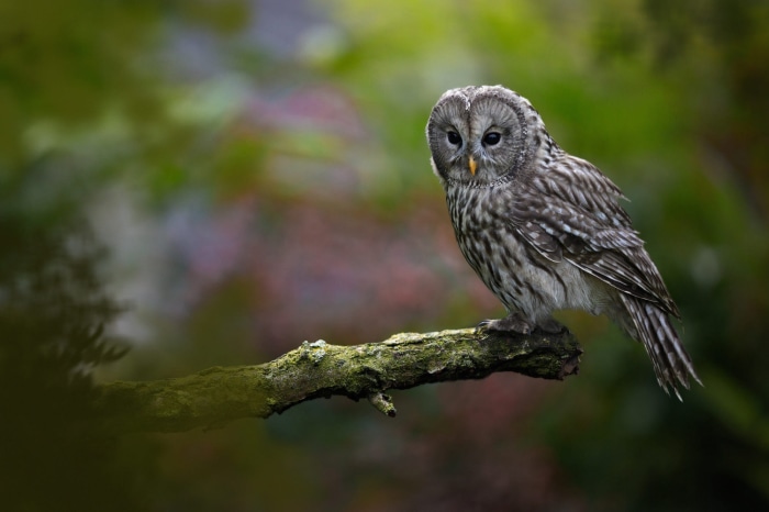 A Tawny Owl perched on a mossy branch