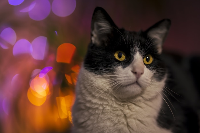 Black and white cat with yellow eyes and bokeh lights 4K