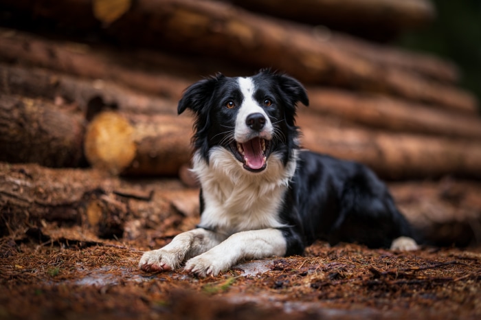 Border Collie dog lying down in forest