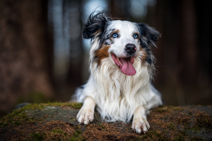Australian Shepherd dog with blue eyes in forest