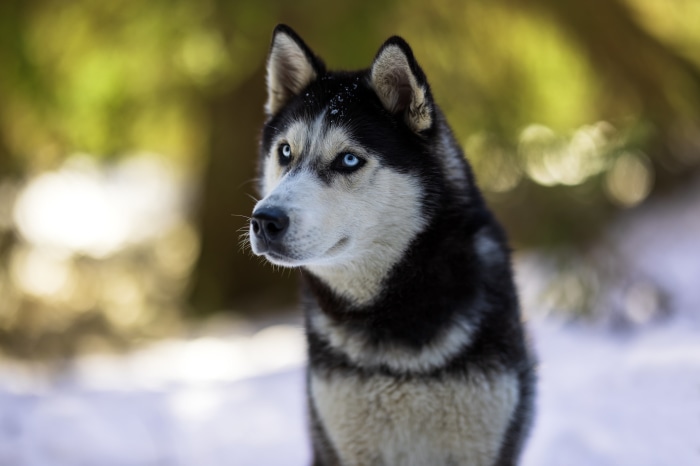 Husky dog with blue eyes in snow