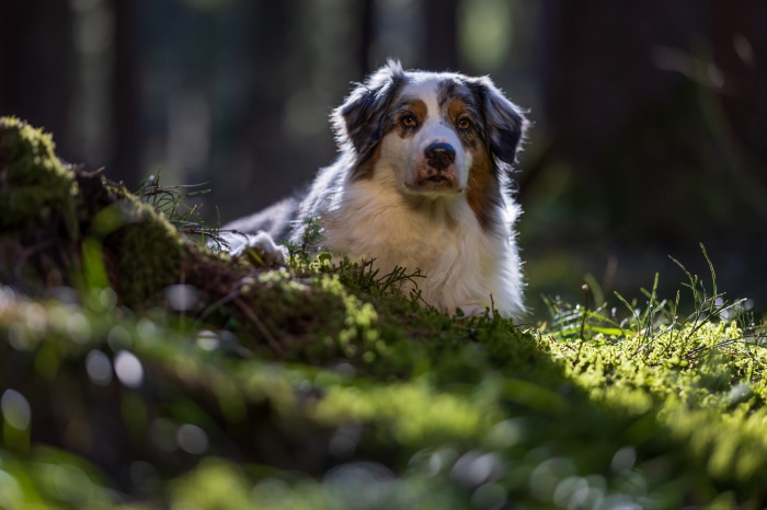 Australian Shepherd dog in forest 4K