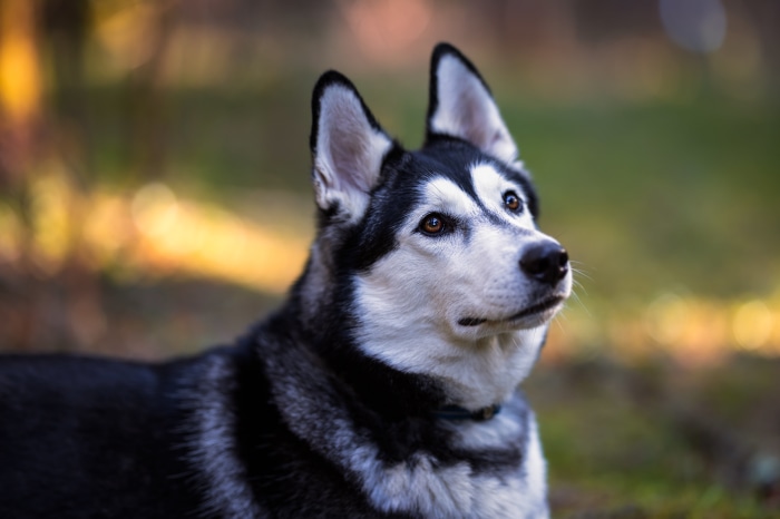 Husky dog looking up in a forest