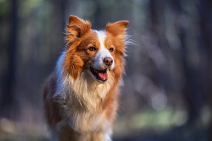 Border Collie dog in forest 4K