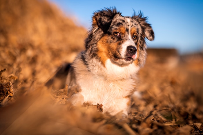 Australian Shepherd dog in dry grass 4K