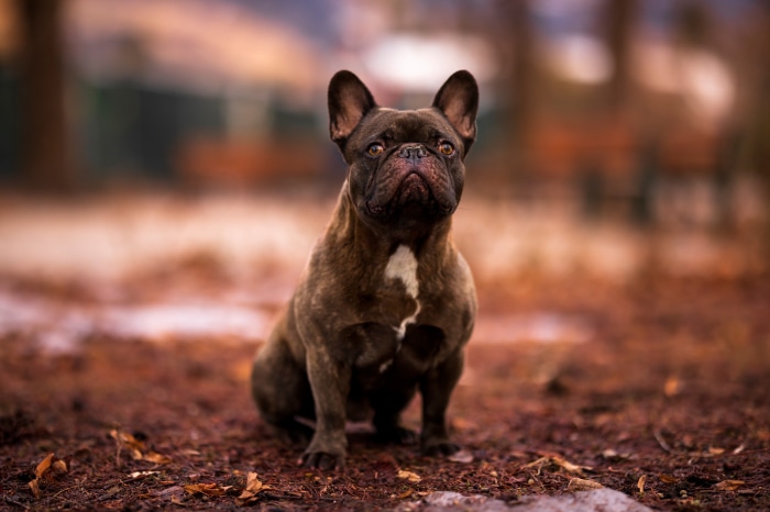 French Bulldog sitting on the ground