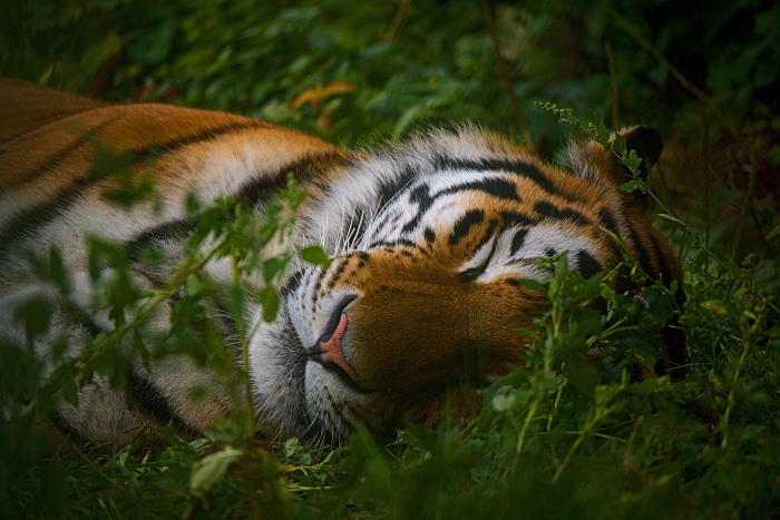 Tiger sleeping in green grass