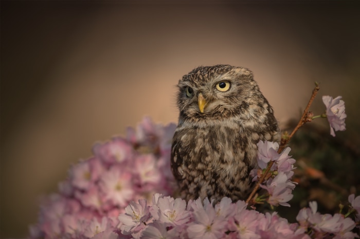 Little owl perched on a cherry blossom branch