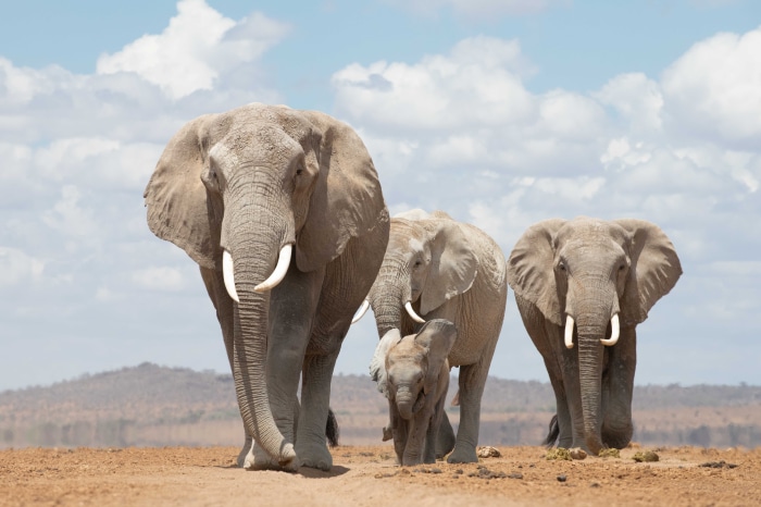 African Bush Elephants Walking in Savannah 4K
