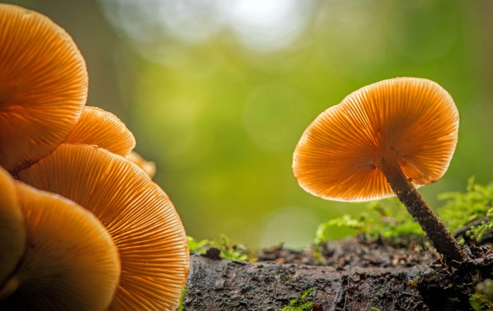 Close-up of orange mushrooms on a log