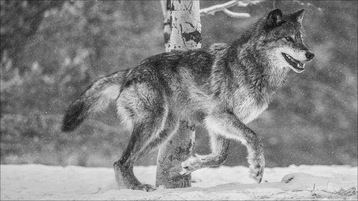 Wolf running in a snowy forest