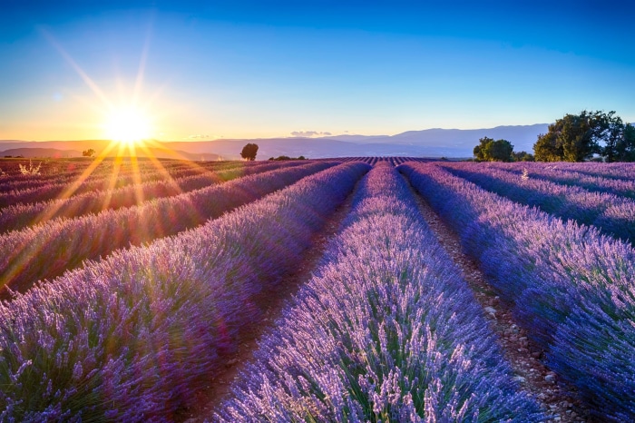 Lavender field at sunrise