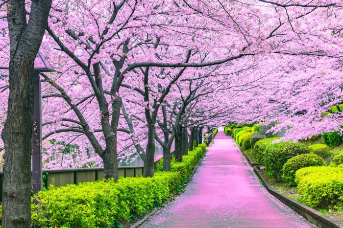 Path lined with cherry blossom trees in full bloom