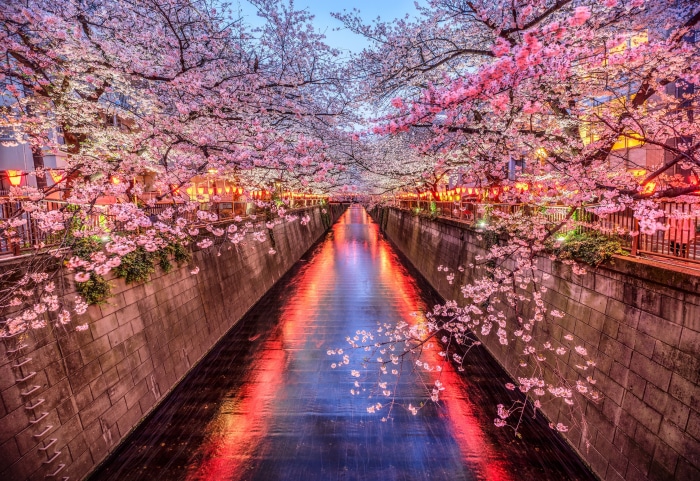 Cherry blossoms over a canal in Japan