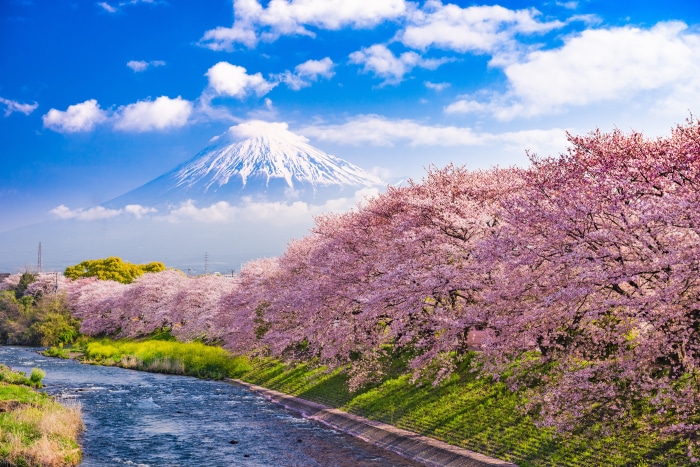 Mount Fuji with Cherry Blossoms and River in Spring 4K