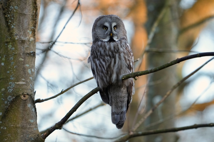 Great Grey Owl perched on a branch