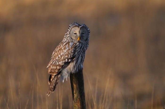 Ural Owl perched on a wooden post