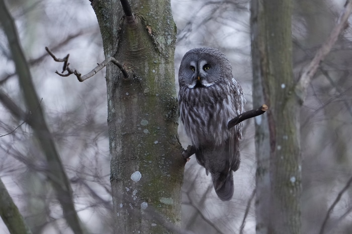 Great Grey Owl perched on a branch