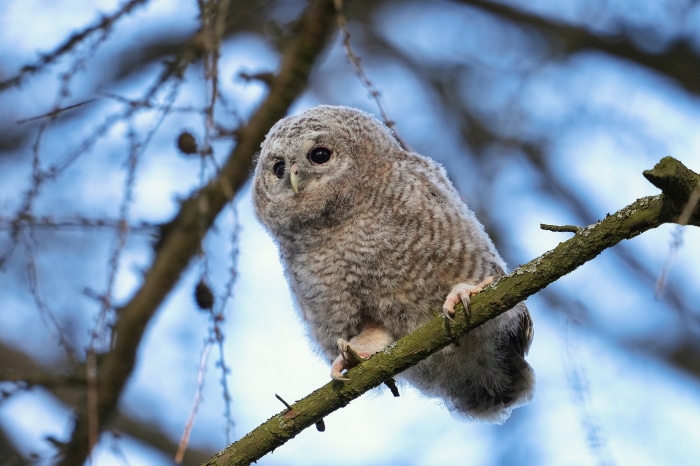 Young Tawny Owl on a Branch