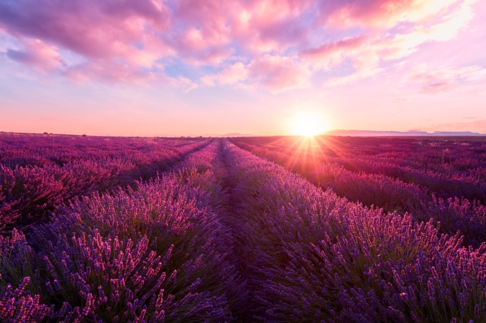 Lavender field at sunset
