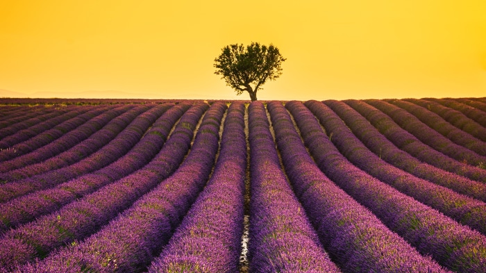 Lavender field with a lone tree at sunset