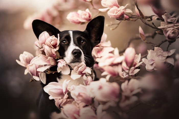 Black and white dog surrounded by pink magnolia flowers