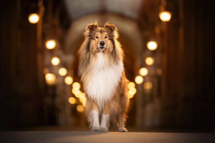Shetland Sheepdog standing in a tunnel with lights