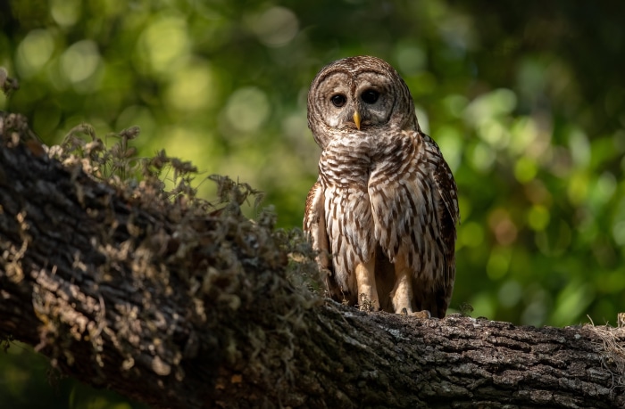 Barred Owl perched on a tree branch