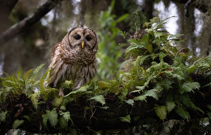 Barred Owl perched on a fern-covered branch