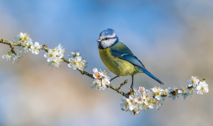 Blue Titmouse perched on a flowering branch