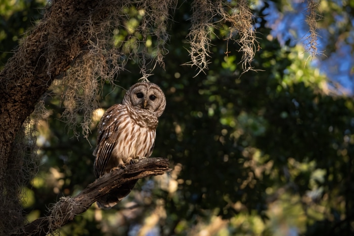 Barred Owl perched on a branch with Spanish moss