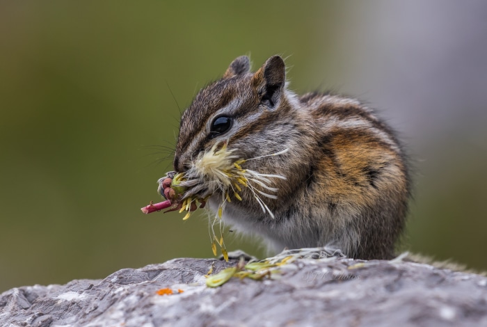 Chipmunk eating flowers on a rock