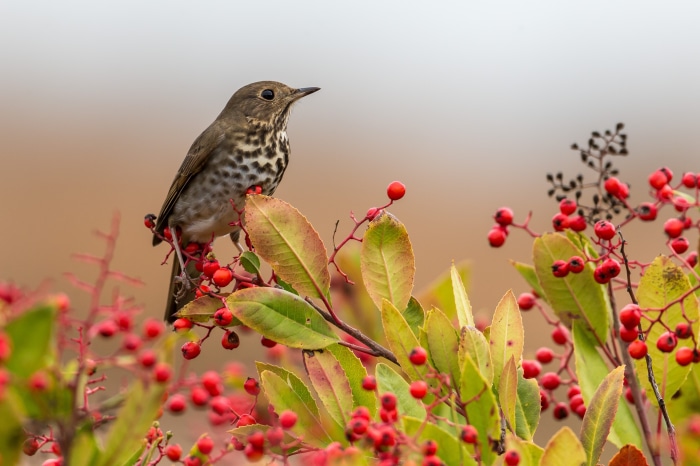 Bird perched on a branch with red berries