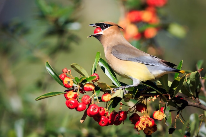 Cedar Waxwing Eating Berries