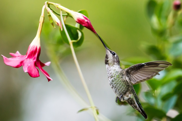 Hummingbird feeding on pink flower