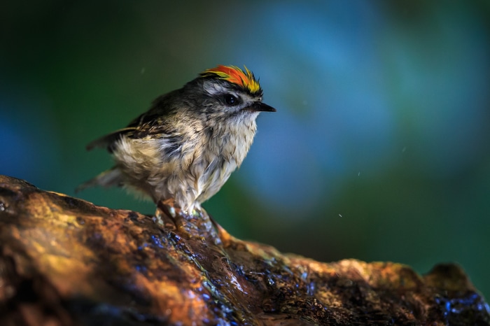 Firecrest bird with colorful crest on a wet branch