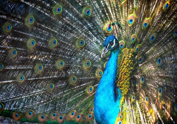 Peacock displaying its tail feathers