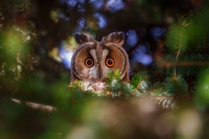 Long-eared owl peeking from pine tree branches