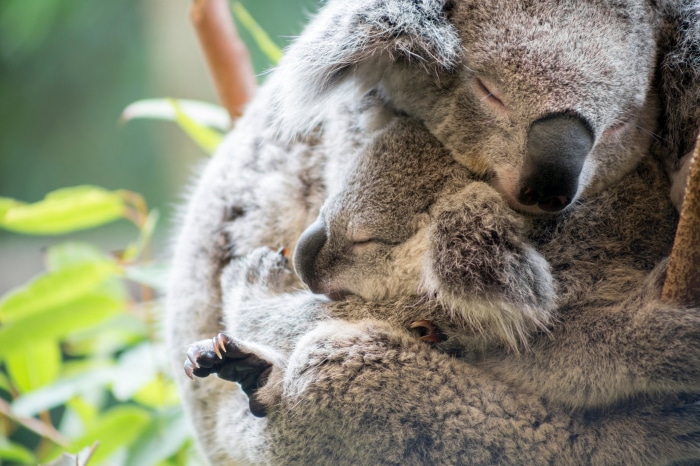Two koalas sleeping on a tree branch