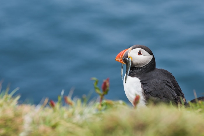 Puffin with fish in beak on grassy cliff
