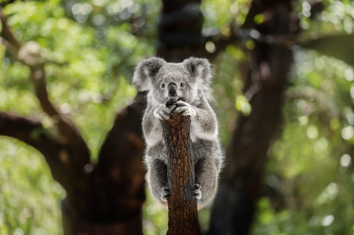 Koala clinging to a tree trunk