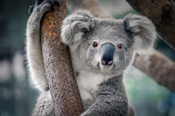 Koala in 4K